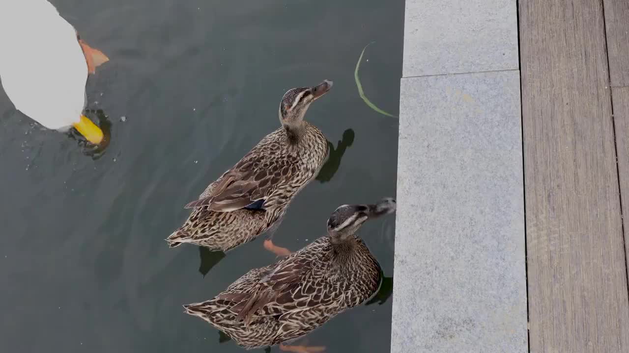 中国四川成都北湖公园的游客在喂鸭子视频素材