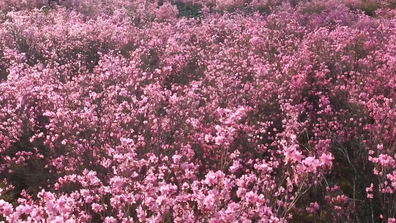 大兴安岭达尔滨湖火山岩上杜鹃花视频素材