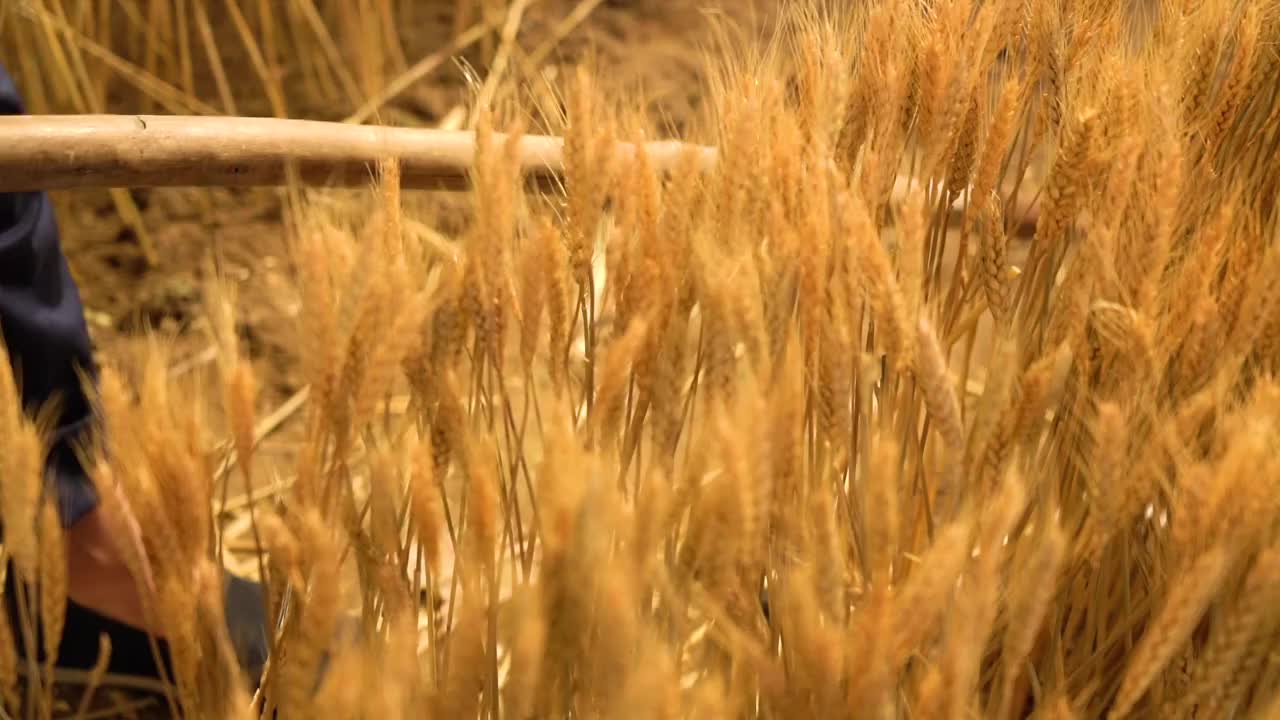 用手轻抚麦穗的老农民视频素材