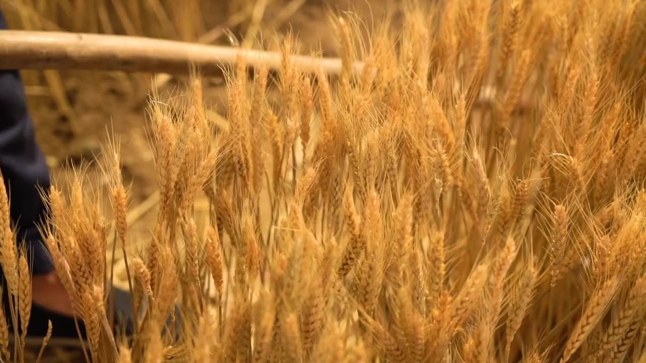 用手轻抚麦穗的老农民视频素材