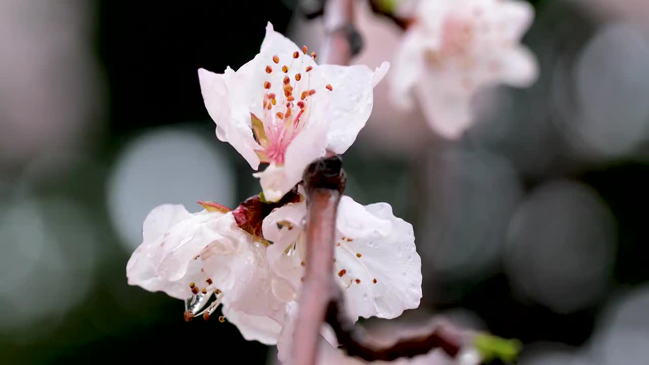 4K拍摄雨后的桃花视频素材