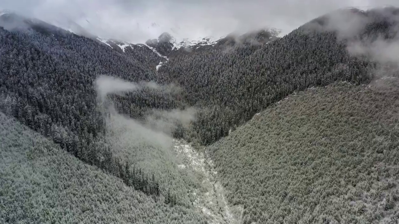 川西阿坝冬季林海风光视频素材