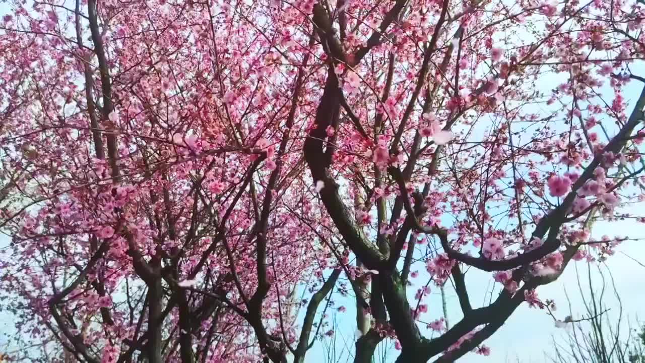 樱花与樱花雨近景视频素材