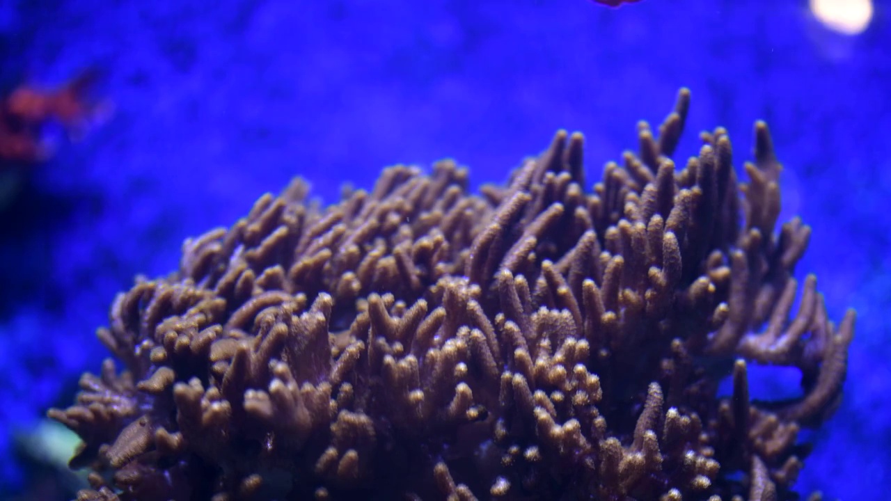 长隆海洋馆唯美珊瑚世界视频下载