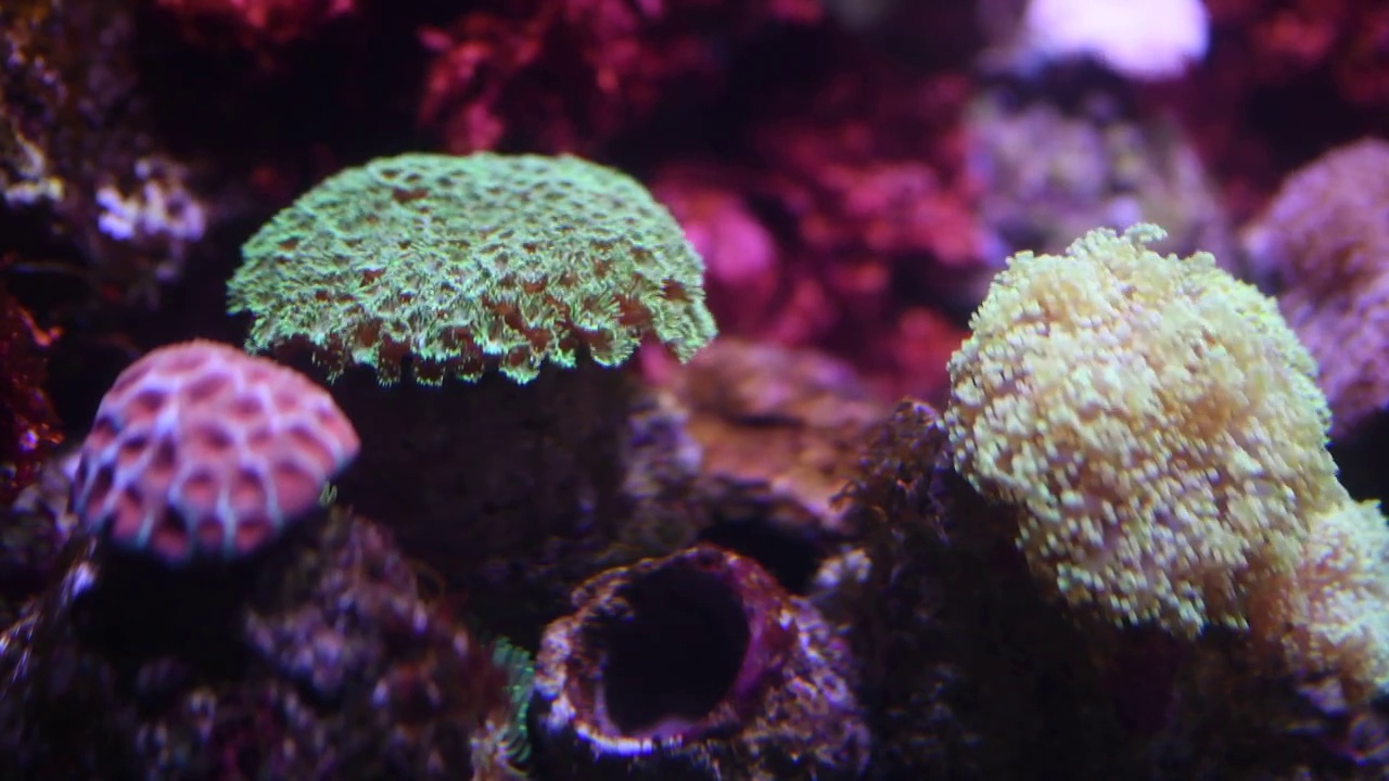 长隆海洋馆唯美珊瑚世界视频下载