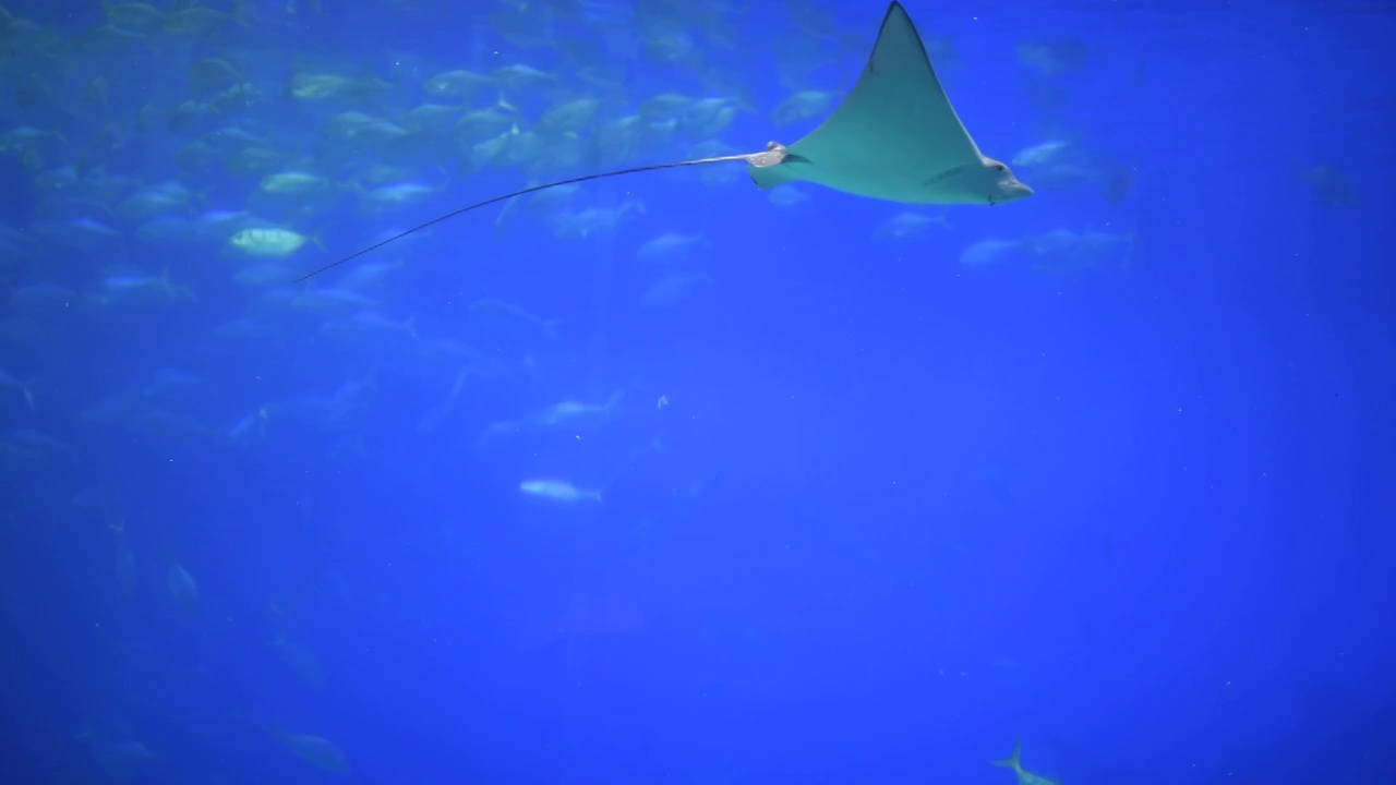 珠海长隆海洋王国海洋奇观魔鬼鱼视频下载