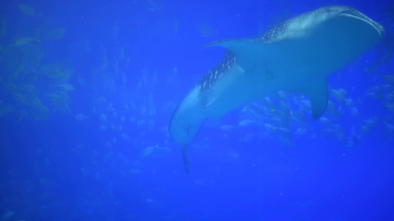 珠海长隆海洋王国海洋奇观大鲸鱼视频下载