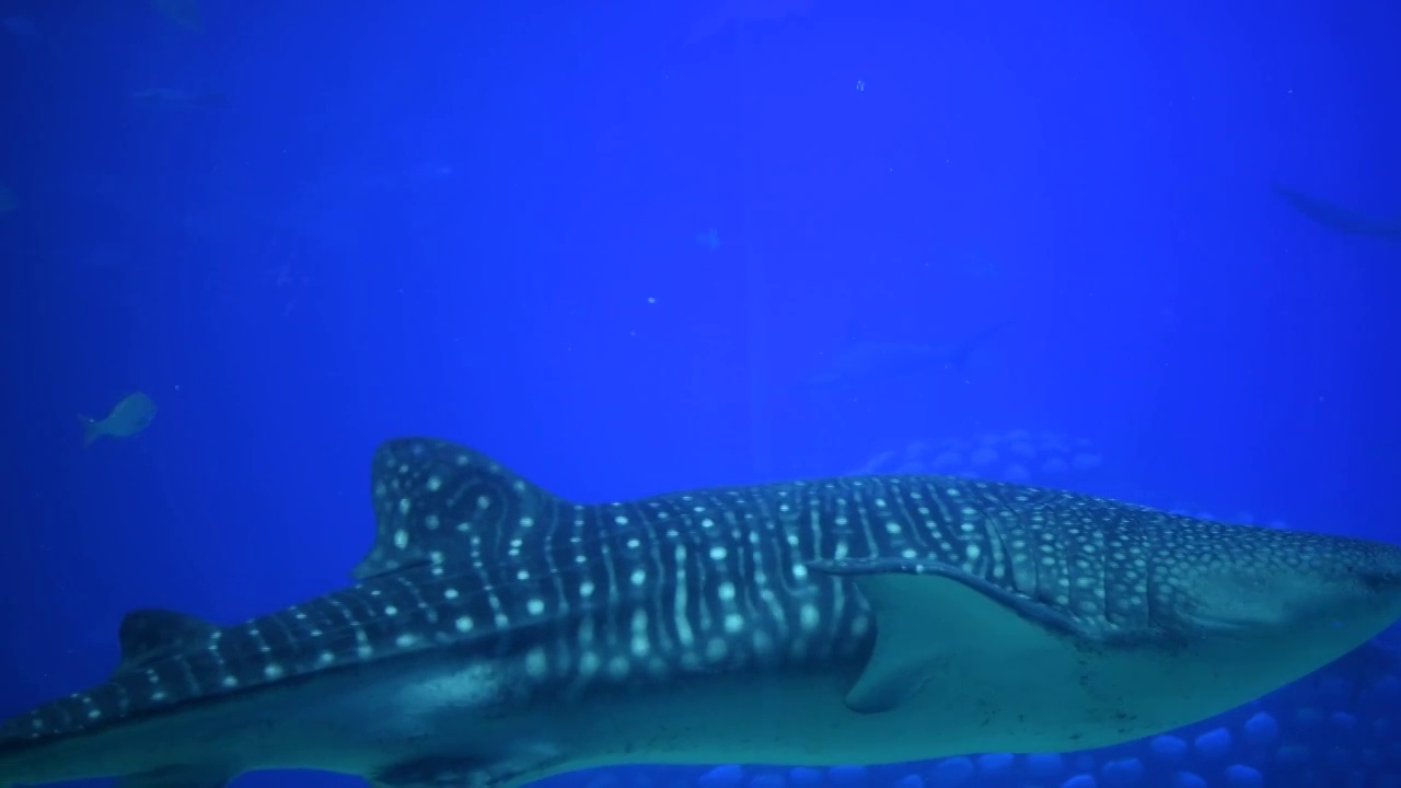珠海长隆海洋王国大鲸鱼视频下载