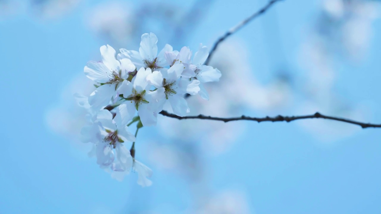 4K春日蓝天下的樱花视频素材