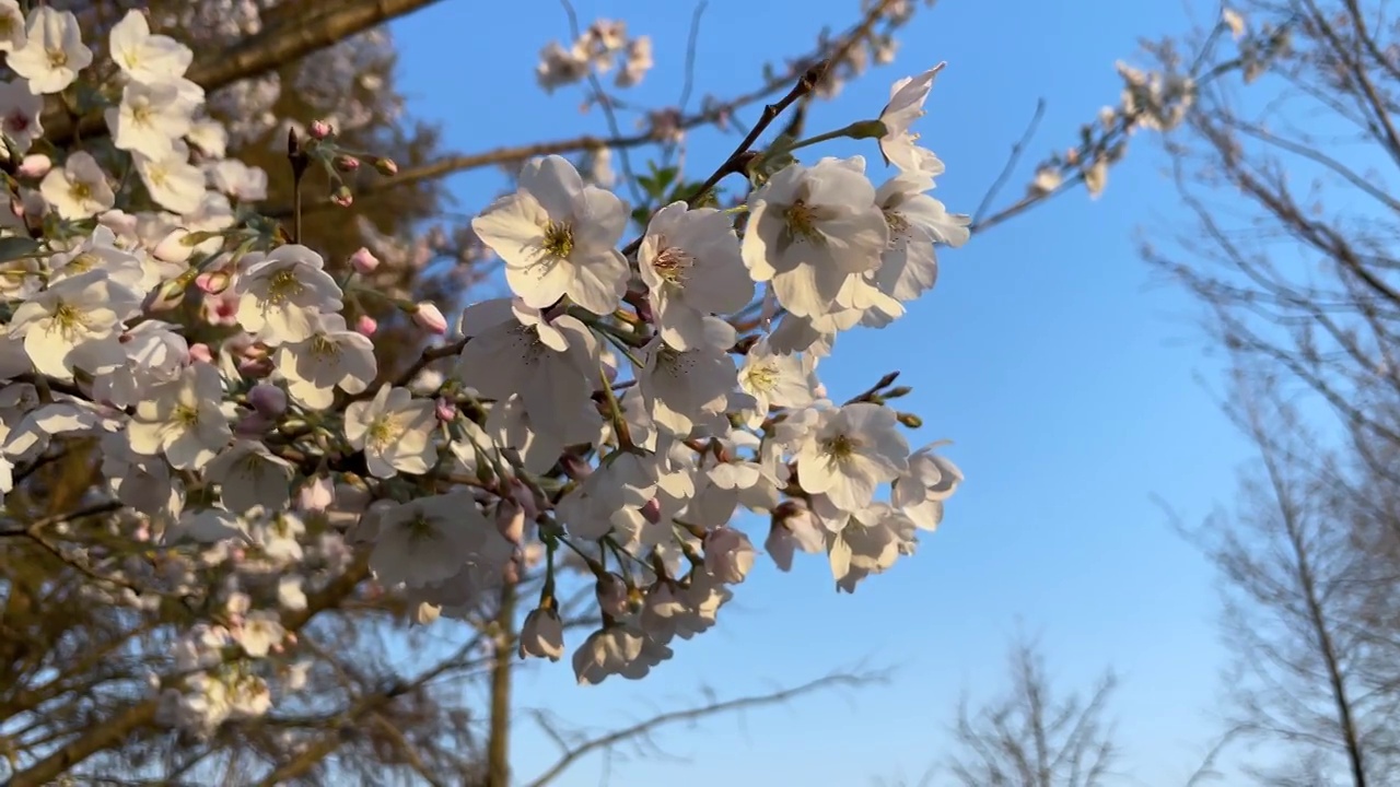 徐汇滨江旁的樱花盛开视频购买