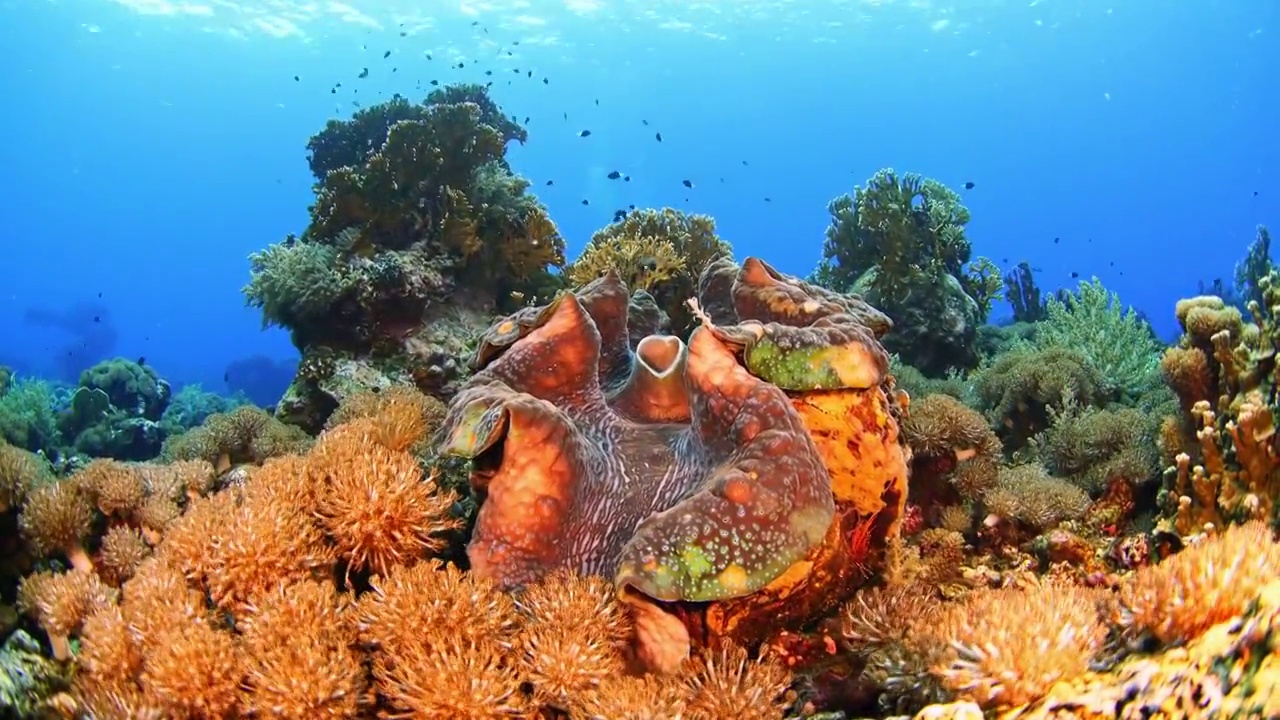 水下摄影神奇的海底世界砗磲视频素材