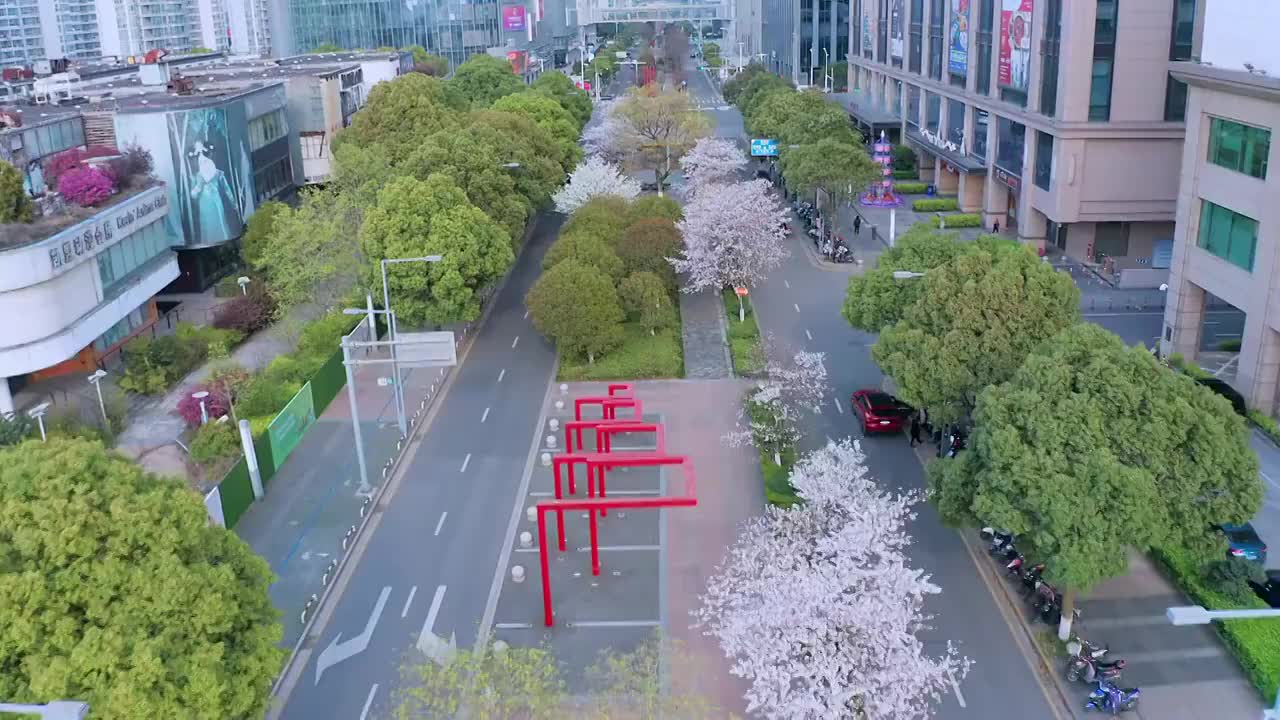 苏州园区中轴线苏州大道的樱花开视频素材