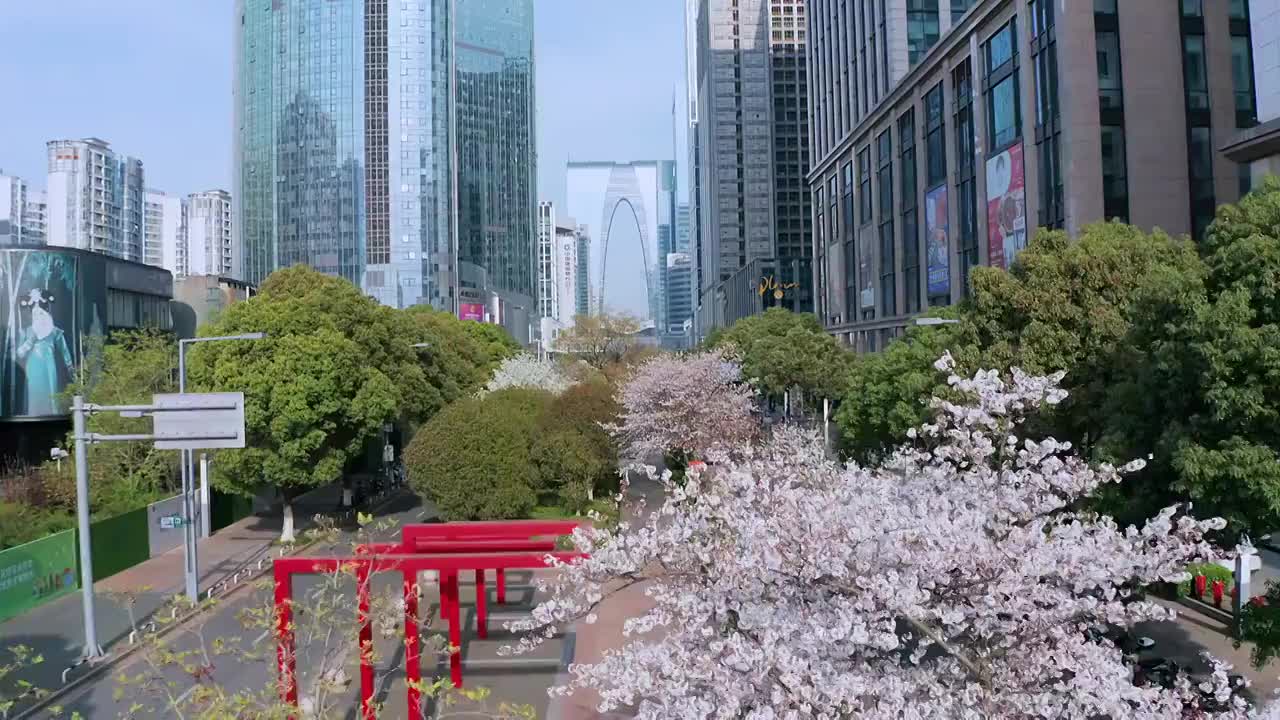 苏州园区中轴线苏州大道的樱花开视频素材
