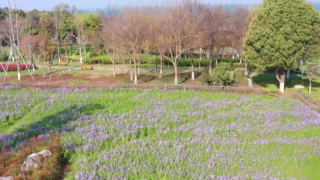 苏州园区阳澄湖半岛樱花开视频素材
