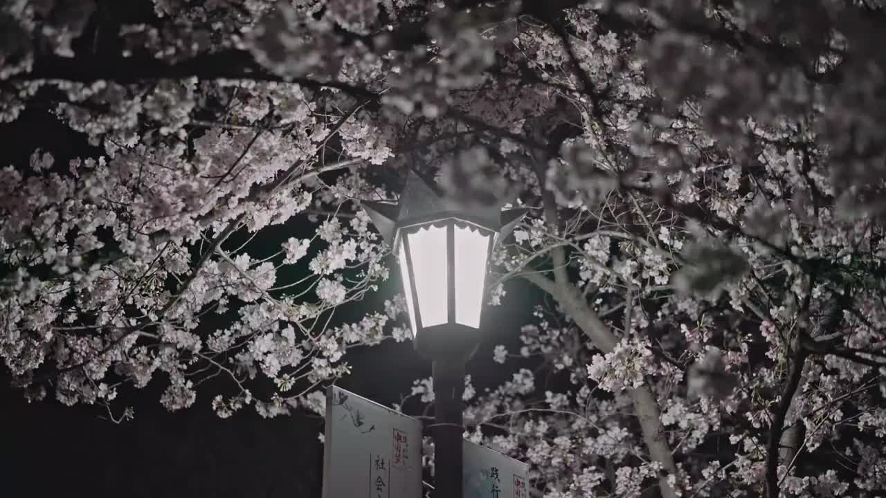 夜晚的樱花视频素材