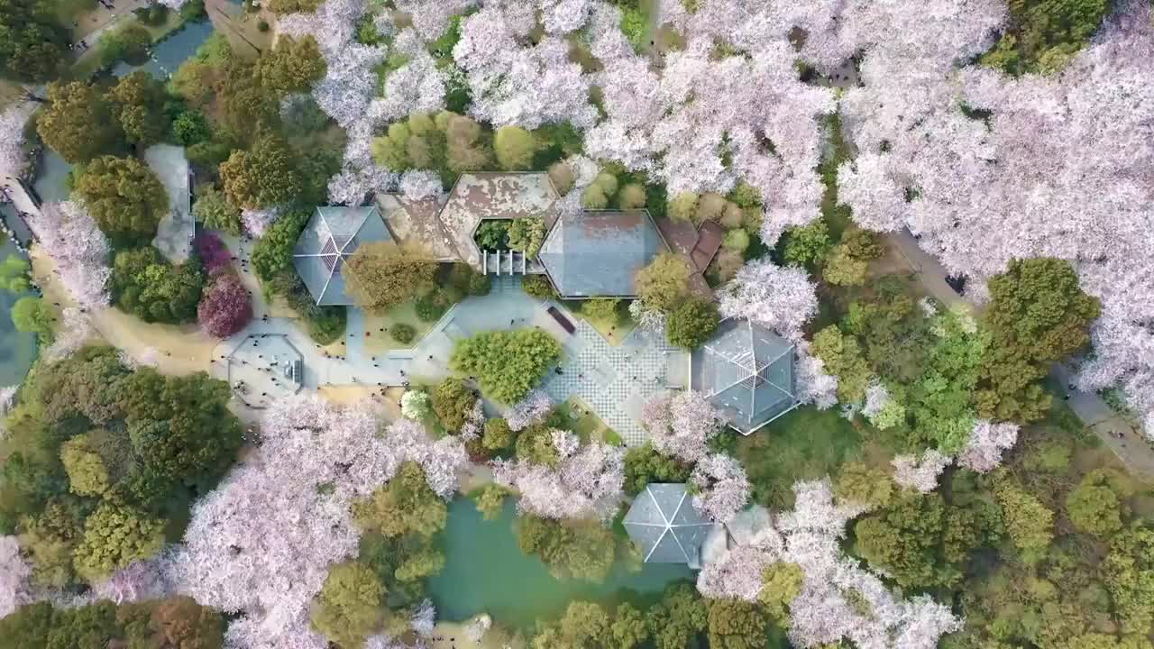 无锡鼋头渚樱花季航拍视频素材