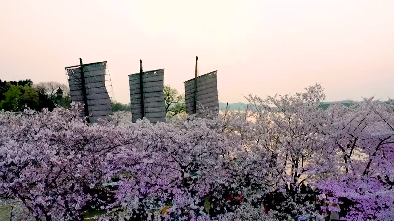 无锡鼋头渚樱花季航拍视频素材