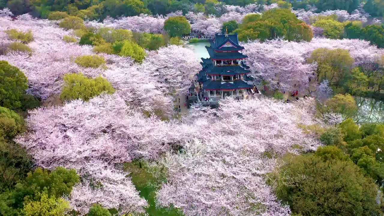 无锡鼋头渚樱花季航拍视频购买