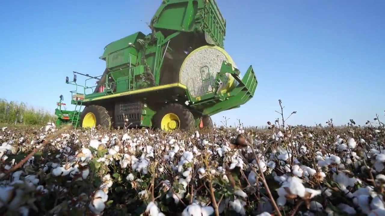 棉花丰收与机械化采棉收割视频素材