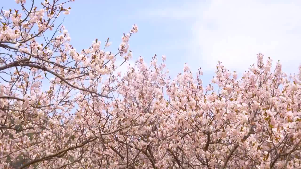 春季樱桃花盛开视频下载
