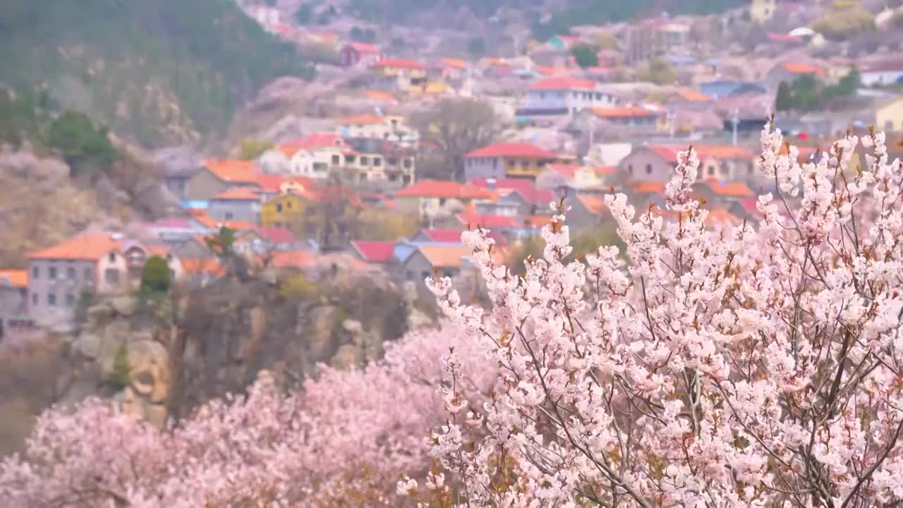 青岛崂山樱桃花开视频下载