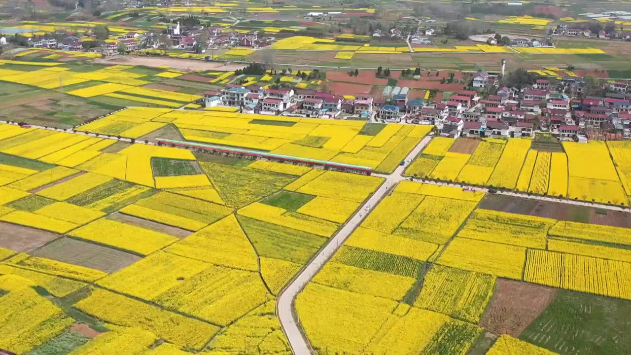 陕西汉中油菜花风光皇塘景区视频素材