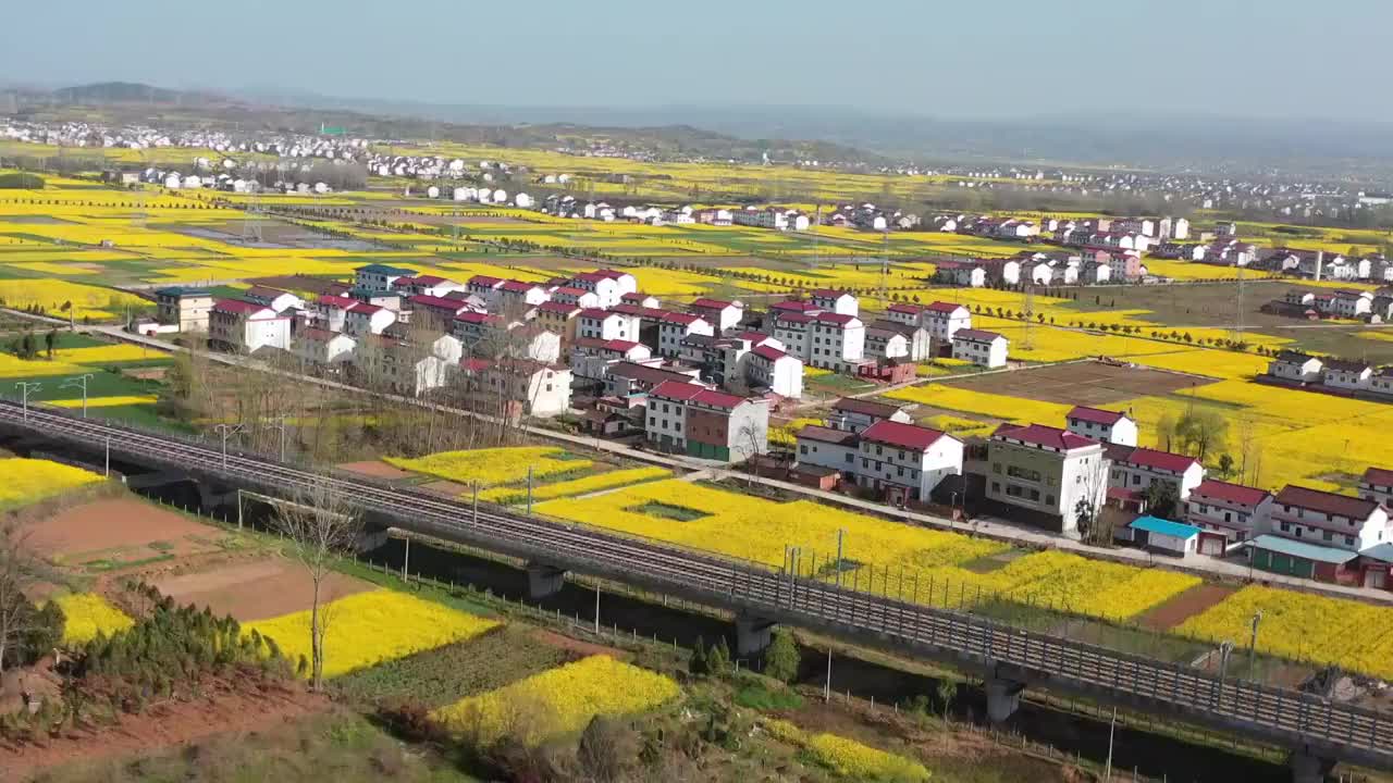 陕西汉中洋县春季风光盛开的油菜花视频素材