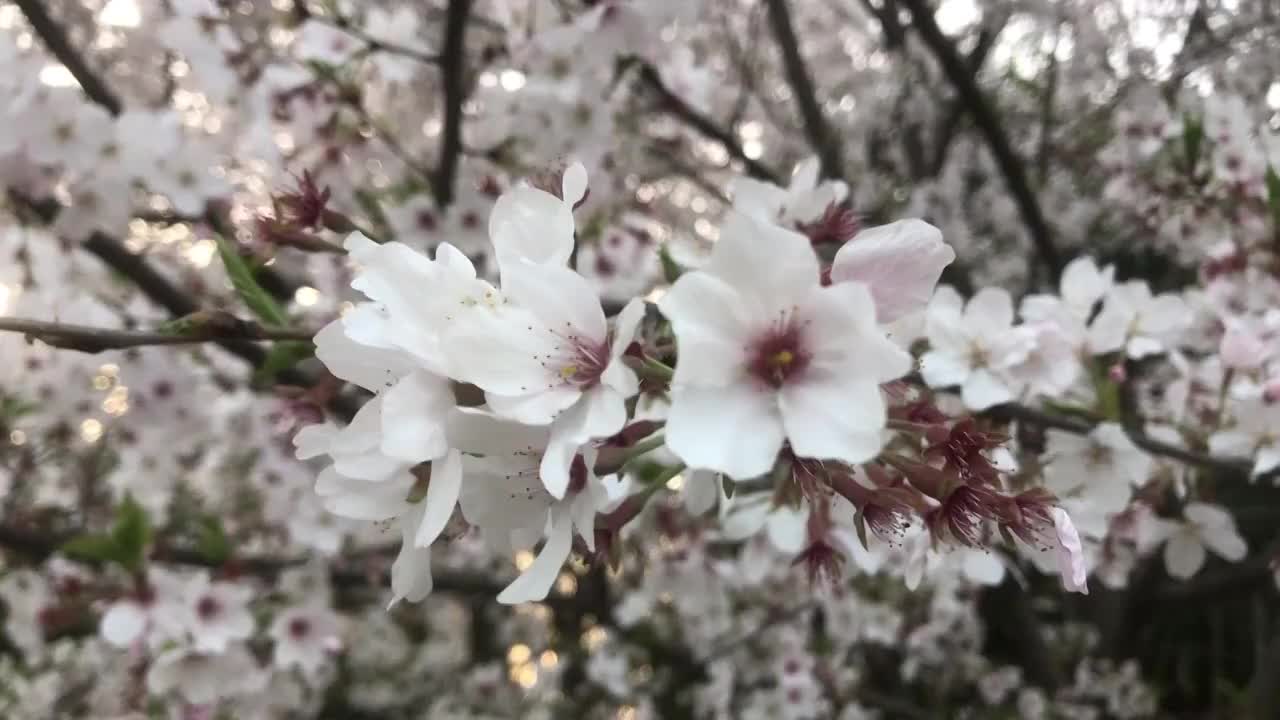 春日白色樱花特写视频素材