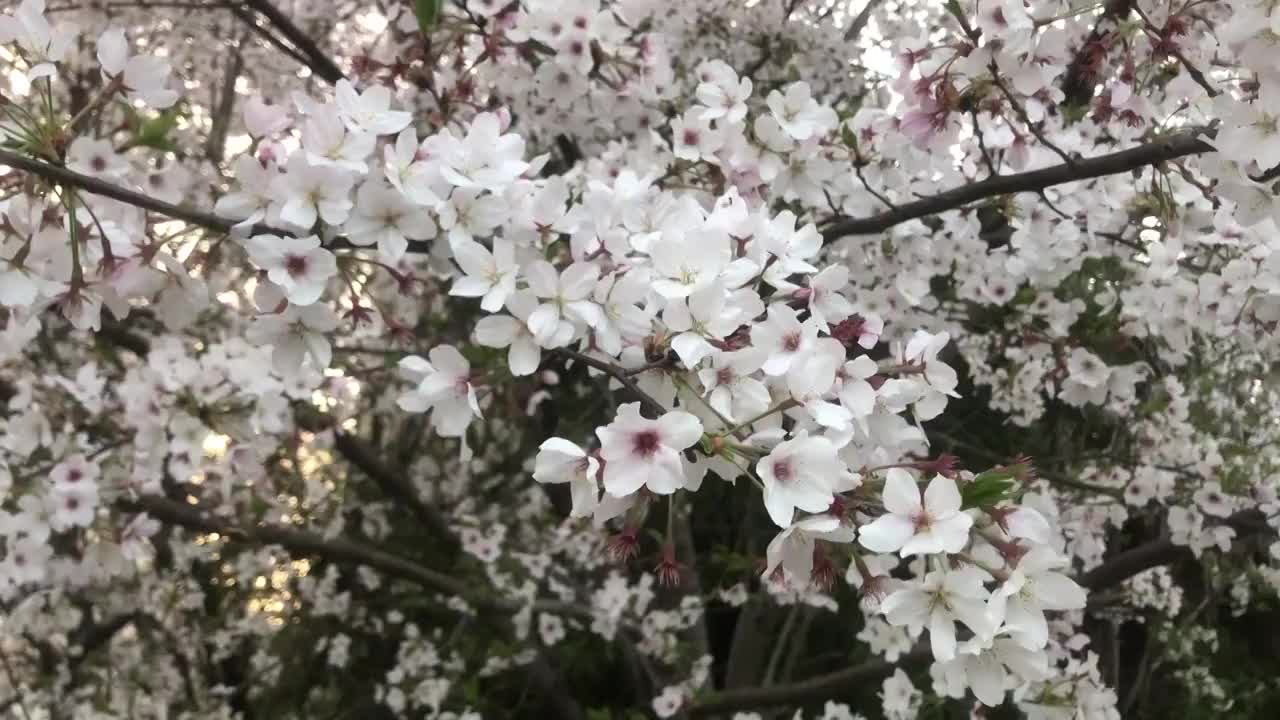 春日白色樱花特写视频素材