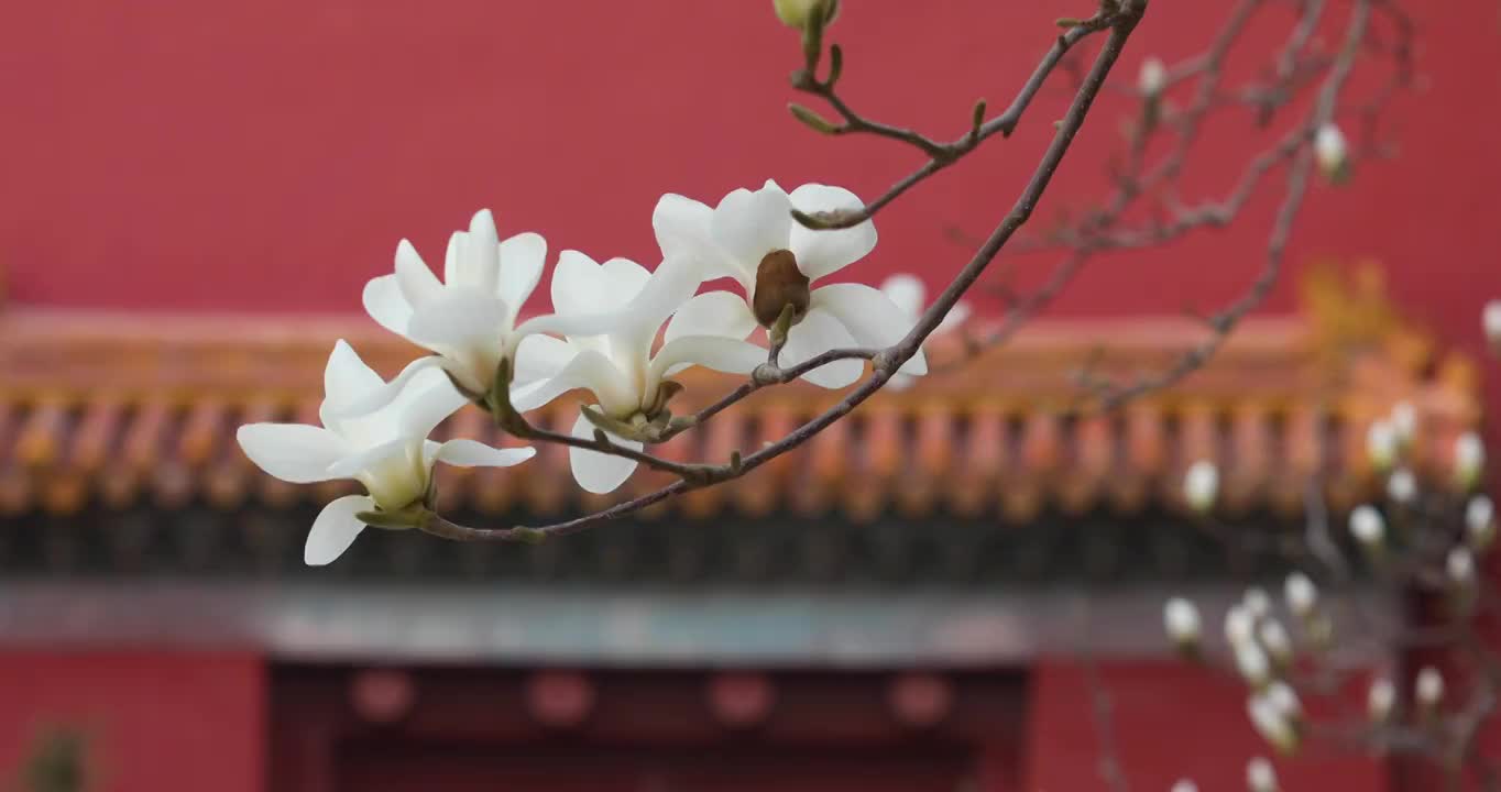 春天,红墙,白玉兰,中国文化视频下载
