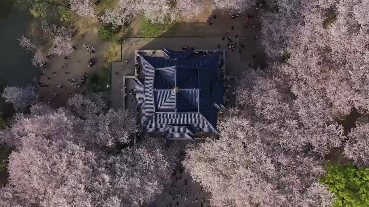 无锡鼋头渚景区樱花视频素材