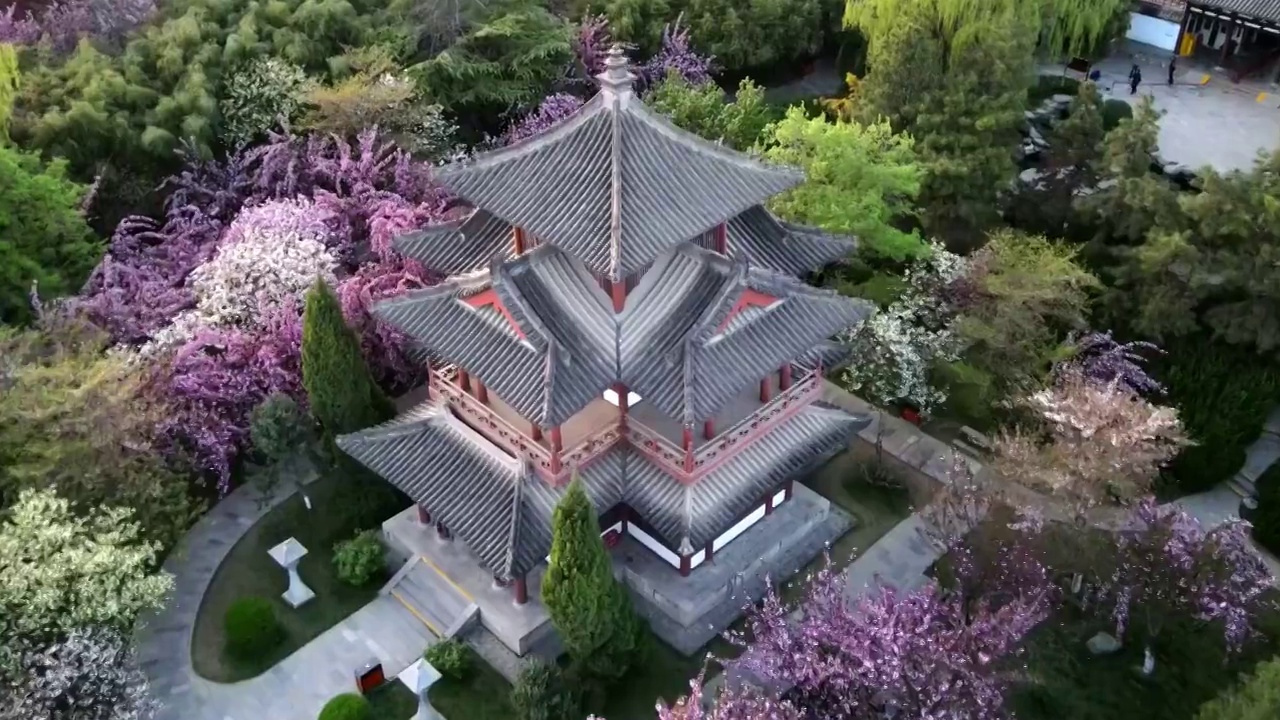 航拍西安青龙寺樱花盛开视频素材