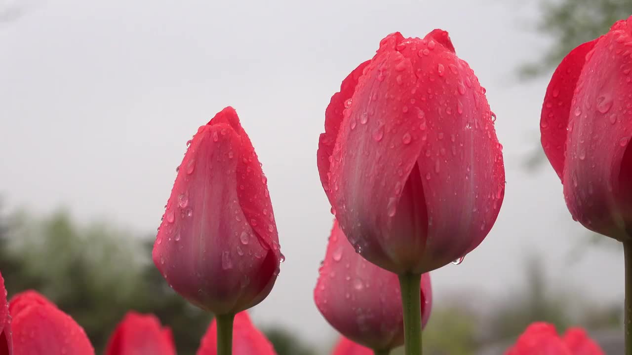 春季自然风光雨中的郁金香视频素材