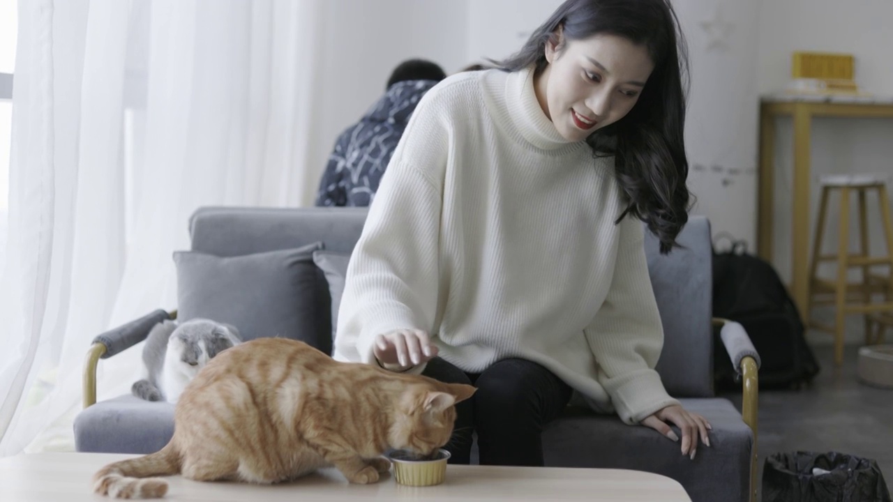 年轻的女性在猫咖逗猫视频素材