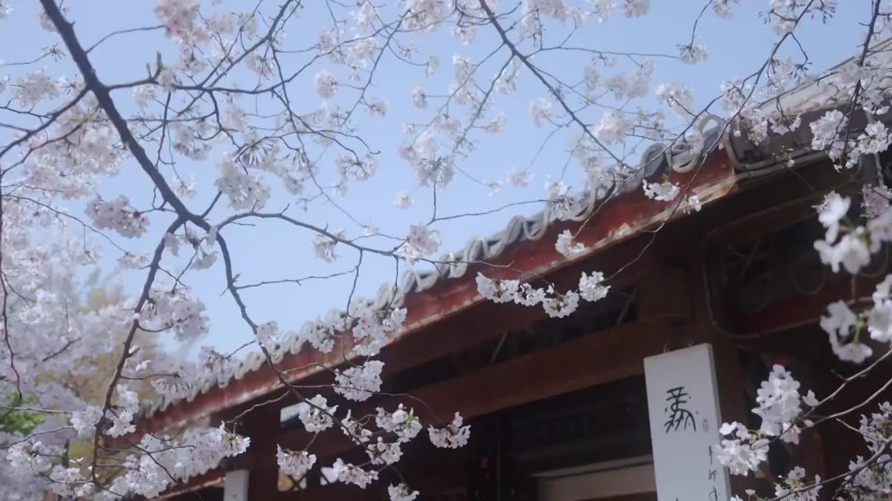 樱花谷屋顶视频素材