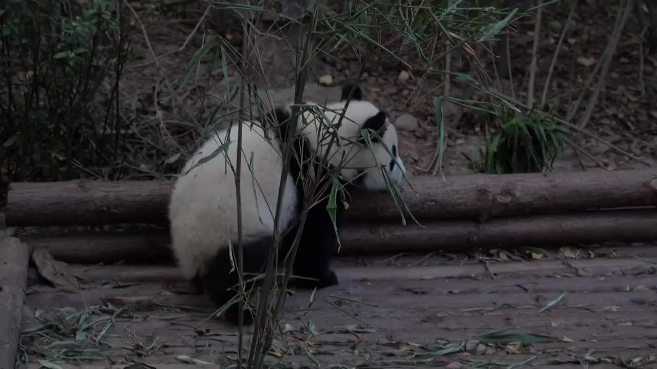 四川省成都市大熊猫基地熊猫视频视频素材
