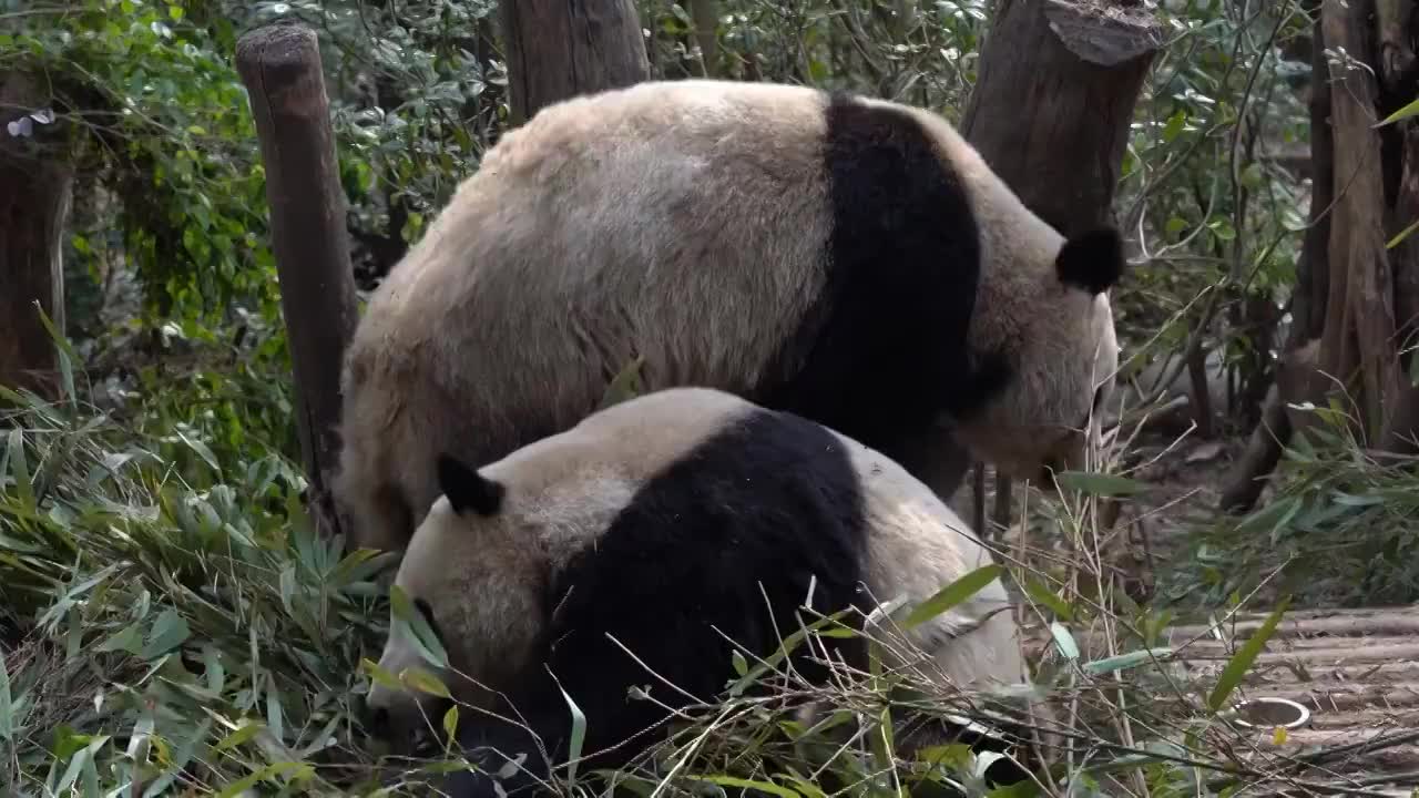 四川省成都市大熊猫基地熊猫视频视频素材
