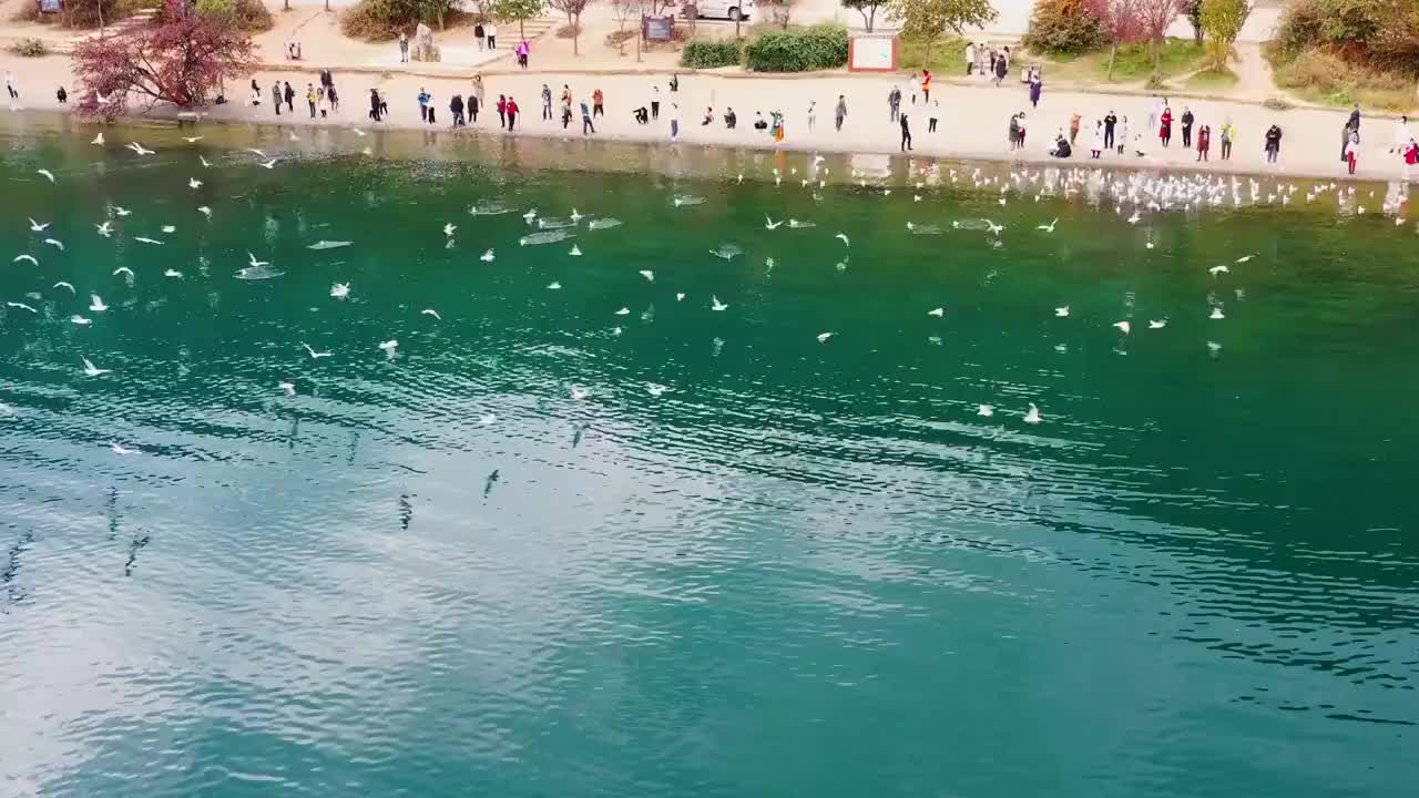 航拍云南丽江泸沽湖一群海鸥飞翔绕圈风景视频素材