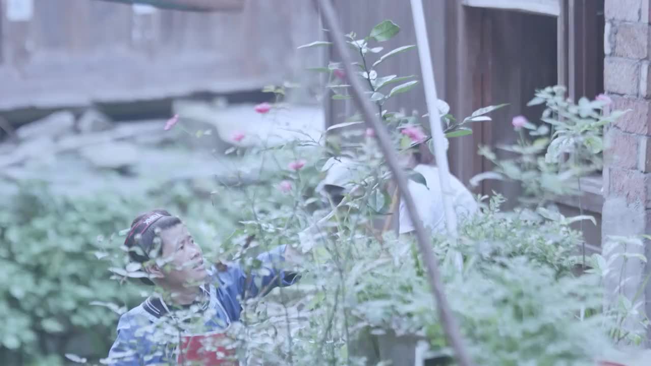 女人摘植物采草药视频素材