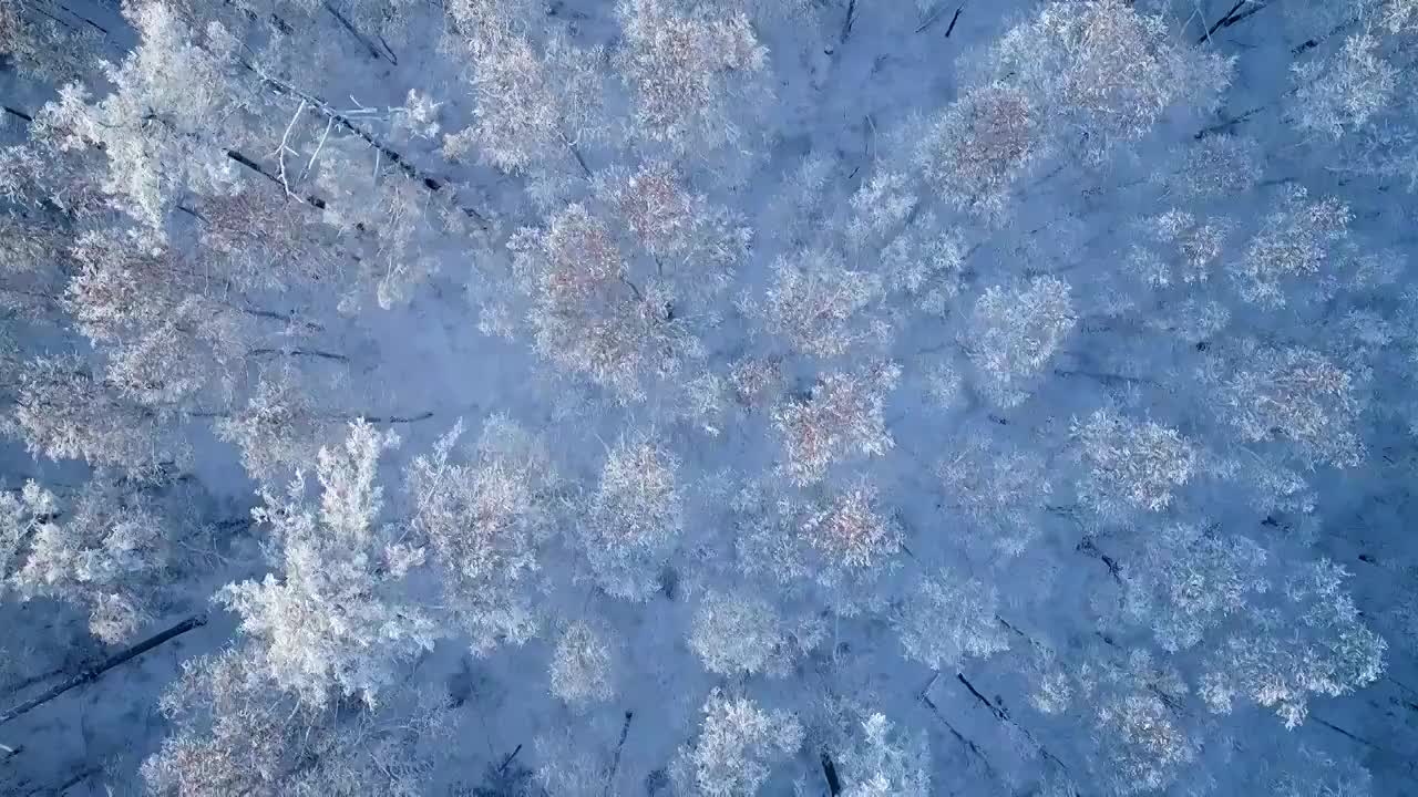 航拍大兴安岭冬季雪林视频下载