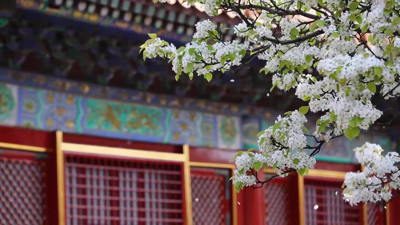 北京故宫的梨花开了视频素材