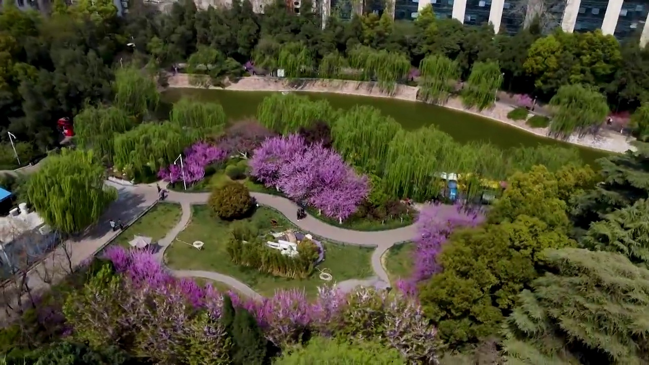春回紫荆山视频素材