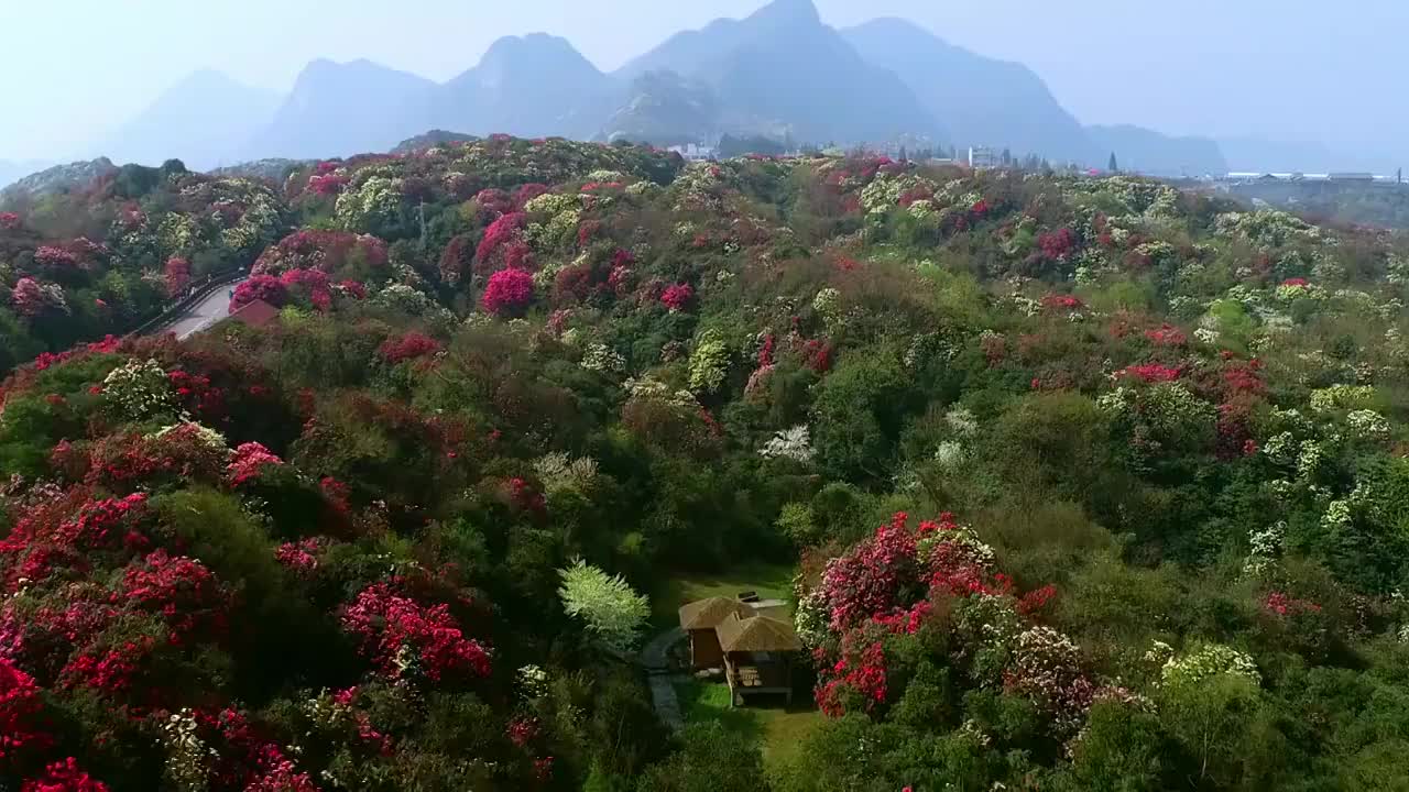 中国 贵州 毕节 十里杜鹃视频素材
