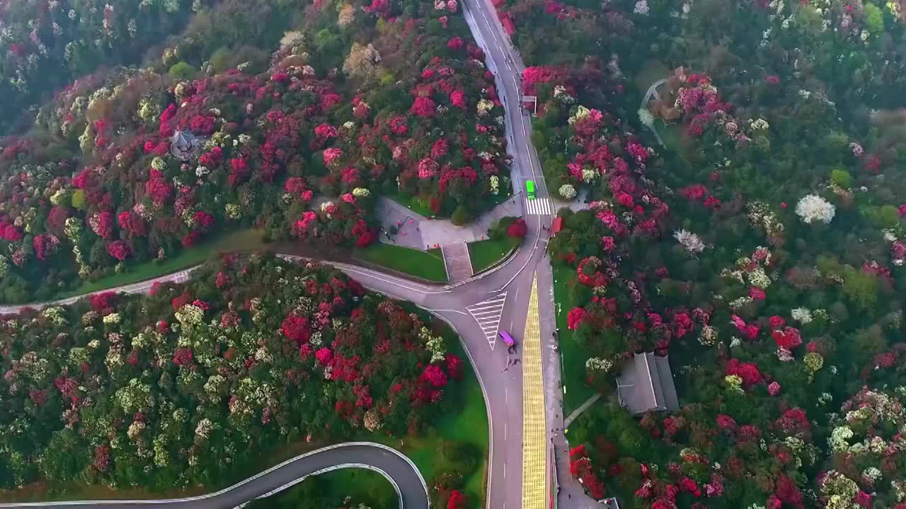 中国 贵州 毕节 十里杜鹃视频素材