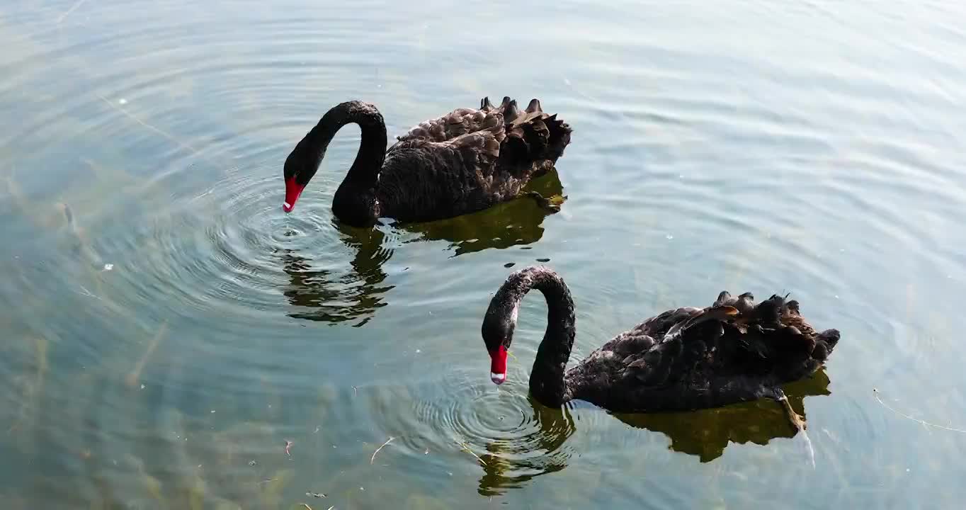 4K拍摄水中的黑天鹅视频素材