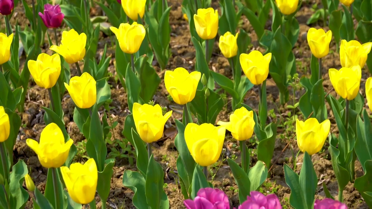 实时 晴朗天气 郁金香 花朵 特写 4K分辨率高清视频视频素材