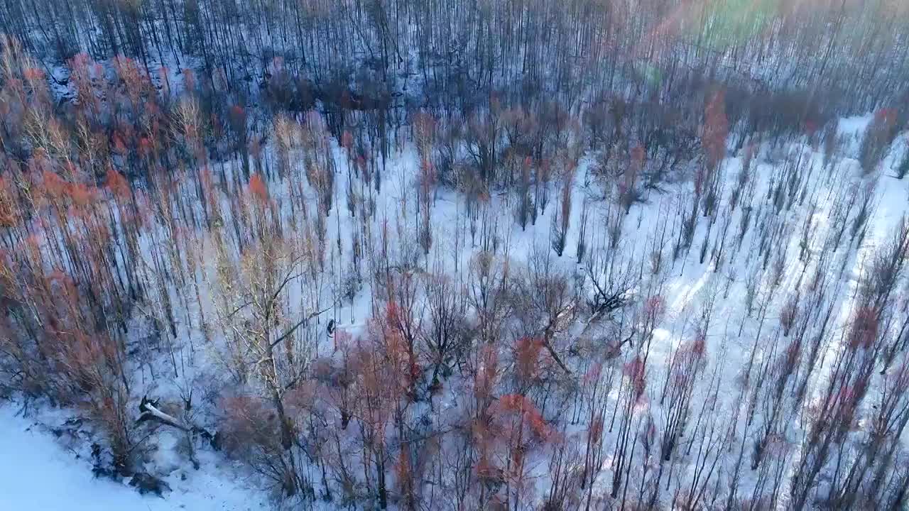 航拍大兴安岭冬季雪原冰河红柳视频素材