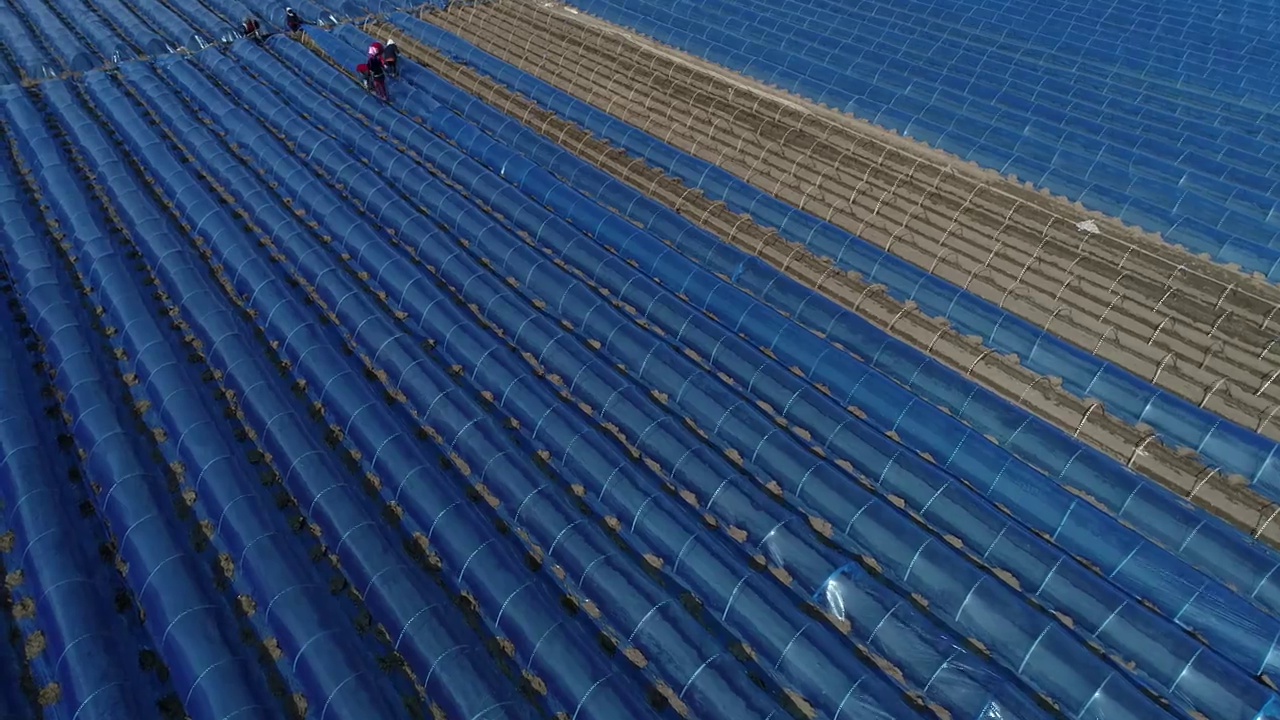 河北省滦南县农民在用塑料薄膜覆盖生姜视频素材