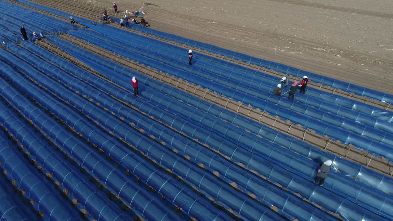 河北省滦南县农民在用塑料薄膜覆盖生姜视频素材