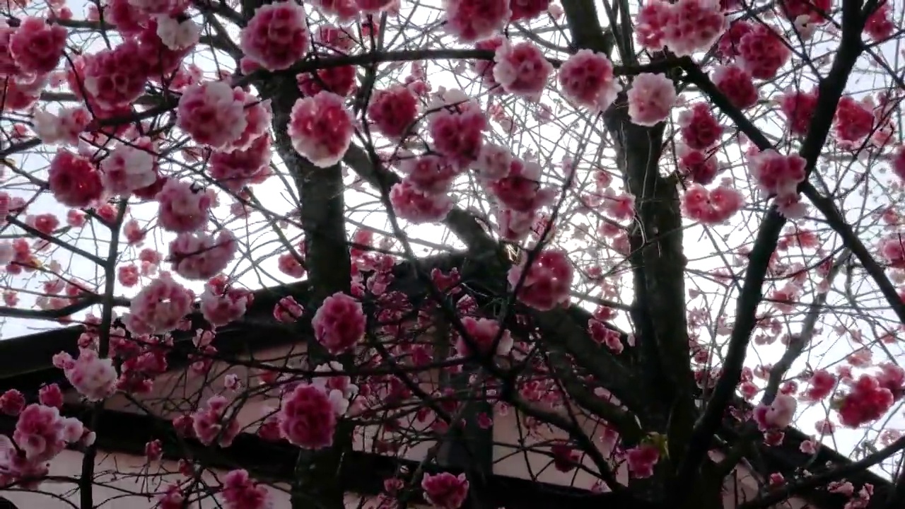 樱花逆光视频素材